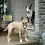 @goaheadmakeourdayscooterpe6724