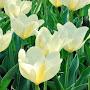 @botan_124