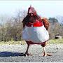 @chickengobok