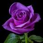@carolrooney3353