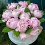 @elzazeynalova5069