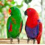@birdsimformation2123