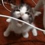 @ButtersIsACat