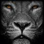 @zoowarehouse625