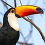 @tucan9111