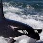 @KillerOrca