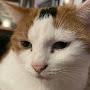 @AwardedCat