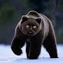 @catbearzapp3308