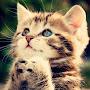 @curiositypussycat5549