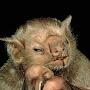 @ITS-DA-BAT