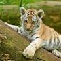 @TigersAndCatsXD