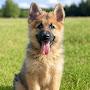 @GermanShepardPuppy