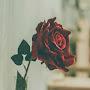 @AminaGagieva-vp5rs