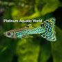 @Platinum_Aquatic_World