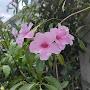@suzuran9700