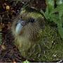 @GreenGroundParrot