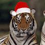 @christmastiger