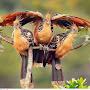 @maibamnandakumarsingh2179