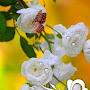 @jrishabhroyofficial1334