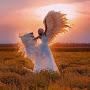 @mirasvet14628