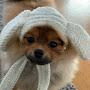 @Hendopomeranianpuppy