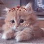 @meow_MELLOW_KITTY