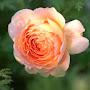 @ratnanengsih95