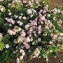 @gardeningtipsandtricks5363