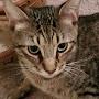 @incog99skd11