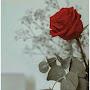 @abuhilal5550