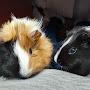 @mydogguineapigs