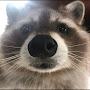 @raccoonavi