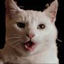 @christophersayers598