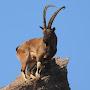 @Wildlife.Azerbaijan