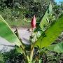 @nirmalasookdeo2771