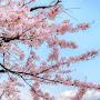 @琴葉-日本JP