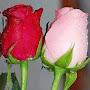 @kamleshrajbhar8199