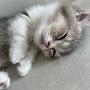 @하루_cutecat