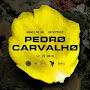 @pedro00192