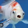 @fishfor8days