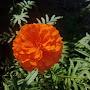 @myhomegarden08