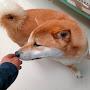 @classydogs-y7u
