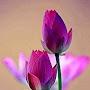@Sanatan_Truth_1