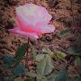 @PoonamDevi-du8jz