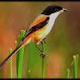 @Burung_kicau123
