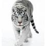 @yjw09h96