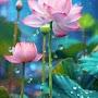 @trunghieulam0005