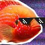 @fishywithdrip577
