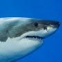 @coolfactsaboutsharks