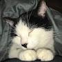 @cats-uk
